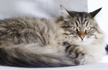 male cat of siberian breed, brown tabby