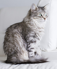 beautiful silver cat of siberian breed in the house