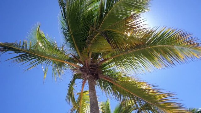 Coconut palm tree in sunny day