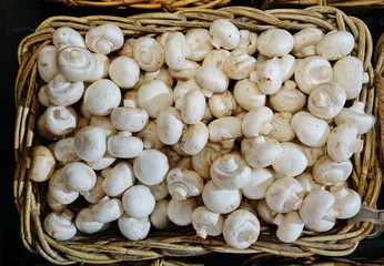 Basket of fresh mushrooms at the farmers market