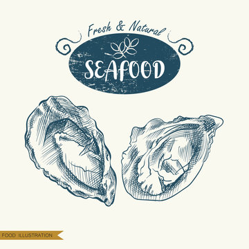 Hand drawn clams isolated on white background. Seafood elements sketch. Oysters vector illustrator. Retro style