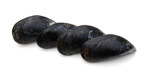 Fresh mussels on white background