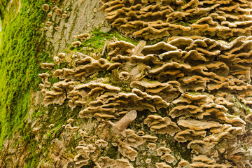 mushrooms on the bark of a tree