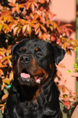 Fototapeta premium Portrait of purebred rottweiler dog