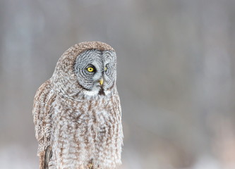 The great grey owl or great gray is a very large bird, documented as the world's largest species of owl by length. Here it is seen searching for prey in Quebec's harsh winter.