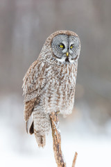 The great grey owl or great gray is a very large bird, documented as the world's largest species of owl by length. Here it is seen searching for prey in Quebec's harsh winter.