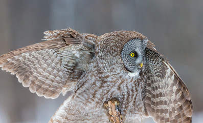 The great grey owl or great gray is a very large bird, documented as the world's largest species of owl by length. Here it is seen searching for prey in Quebec's harsh winter.