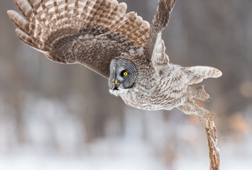 The great grey owl or great gray is a very large bird, documented as the world's largest species of owl by length. Here it is seen searching for prey in Quebec's harsh winter.