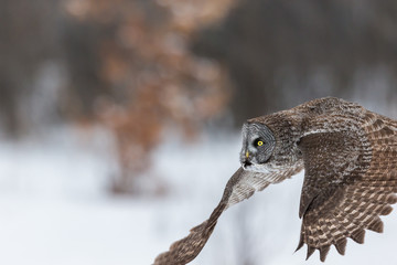 The great grey owl or great gray is a very large bird, documented as the world's largest species of owl by length. Here it is seen searching for prey in Quebec's harsh winter.