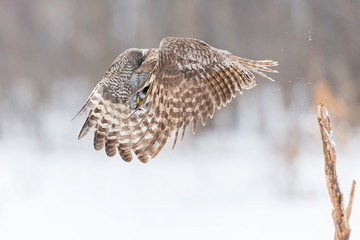 Fototapeta na wymiar The great grey owl or great gray is a very large bird, documented as the world's largest species of owl by length. Here it is seen searching for prey in Quebec's harsh winter.
