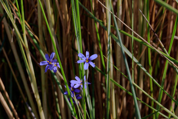 Blue-eyed grass (Sisyrinchium angustifolium) in the wetland of Sanibel Island, Florida, USA.