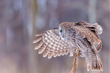 The great grey owl or great gray is a very large bird, documented as the world's largest species of owl by length. Here it is seen searching for prey in Quebec's harsh winter.