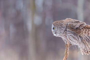 The great grey owl or great gray is a very large bird, documented as the world's largest species of owl by length. Here it is seen searching for prey in Quebec's harsh winter.