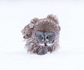 The great grey owl or great gray is a very large bird, documented as the world's largest species of owl by length. Here it is seen searching for prey in Quebec's harsh winter.