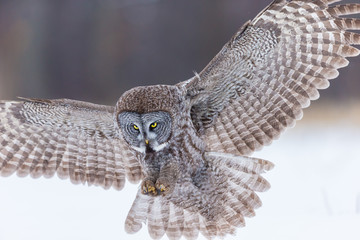Fototapeta premium The great grey owl or great gray is a very large bird, documented as the world's largest species of owl by length. Here it is seen searching for prey in Quebec's harsh winter.