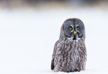 The great grey owl or great gray is a very large bird, documented as the world's largest species of owl by length. Here it is seen searching for prey in Quebec's harsh winter.