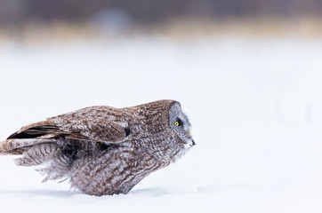 The great grey owl or great gray is a very large bird, documented as the world's largest species of owl by length. Here it is seen searching for prey in Quebec's harsh winter.
