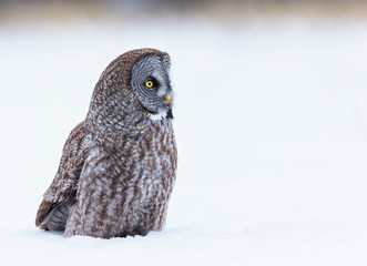 The great grey owl or great gray is a very large bird, documented as the world's largest species of owl by length. Here it is seen searching for prey in Quebec's harsh winter.