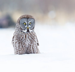 The great grey owl or great gray is a very large bird, documented as the world's largest species of owl by length. Here it is seen searching for prey in Quebec's harsh winter.