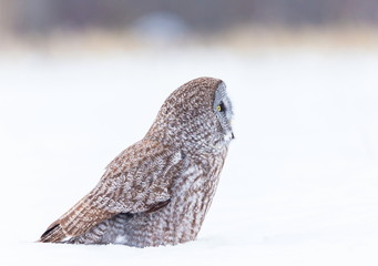 The great grey owl or great gray is a very large bird, documented as the world's largest species of owl by length. Here it is seen searching for prey in Quebec's harsh winter.