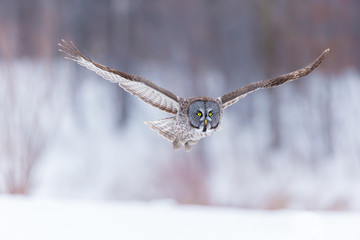 The great grey owl or great gray is a very large bird, documented as the world's largest species of owl by length. Here it is seen searching for prey in Quebec's harsh winter.