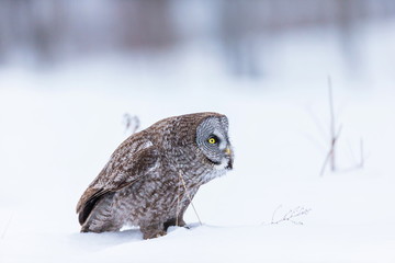 The great grey owl or great gray is a very large bird, documented as the world's largest species of owl by length. Here it is seen searching for prey in Quebec's harsh winter.