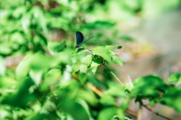 Blue butterfly on leaf. Blue dragonfly. Wild nature