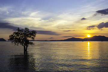 Seascape and sunset with mangrove tree