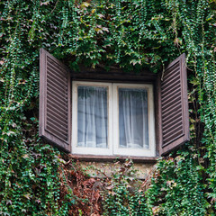 A window on ivy wall