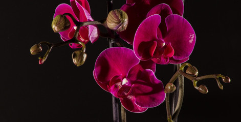 Nahaufnahmen von roten Orchideen mit schwarzem Hintergrund

