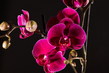 Nahaufnahmen von roten Orchideen mit schwarzem Hintergrund
