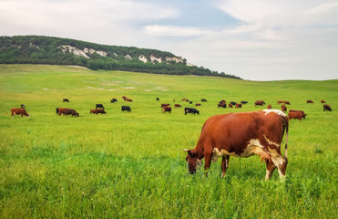 Cows on green meadow. Composition of nature