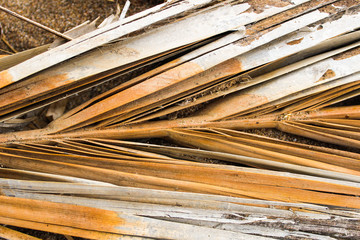 Palm Branch Detail