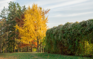 Autumn yellow park trees