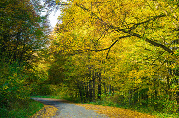 Road and autumn forest