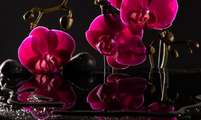 Rote Orchideen mit Wasserspiegelung