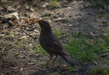 Cute blackbird wildlife (turdus merula).