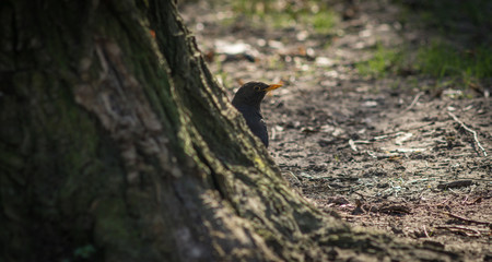 Fototapeta na wymiar Cute blackbird wildlife (turdus merula).