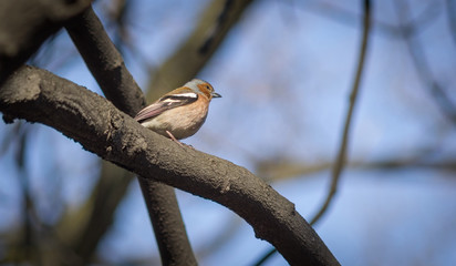 Little chaffinch sitting on a branch