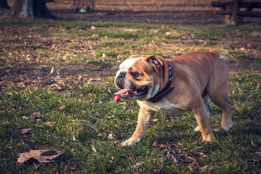 English bulldog in the park