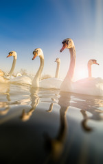 Fototapeta premium Group of swans on the river