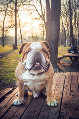 Big bulldog on the bench