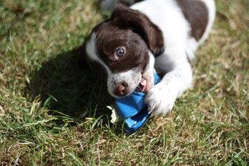 liver and white working type english springer spaniel pet gundog