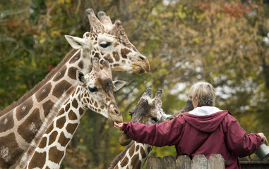 Giraffe feeding time at the zoo © RbbrDckyBK
