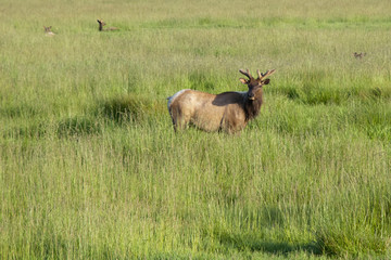 Elk Herd