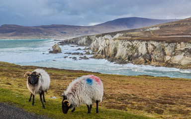 Dramatic Top Irish Ocean Beach view with grazing sheep, shot on Achill Island -top tourist spot in Ireland county Mayo for day road trip or scenic drive on rural remote west coast shore - 137014480