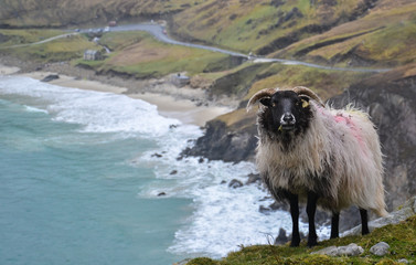 Front portrait close up of one single fleecy fluffy alive sheep face looking curious, tagged with horns.Outdoor view of the most popular farm animal in Ireland standing on dramatic cliff in Keem bay - 137014494