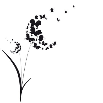 black dandelion, isolated on a white