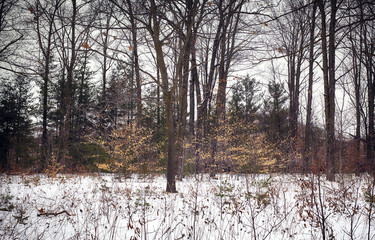 Woods in winter