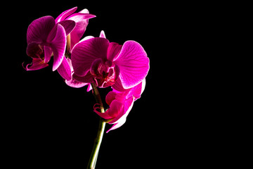 Naklejka na ściany i meble Orchideen mit schwarzem Hintergrund